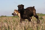 BOUVIER DES ARDENNES 194